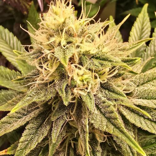 Original Oreoz. Week 13