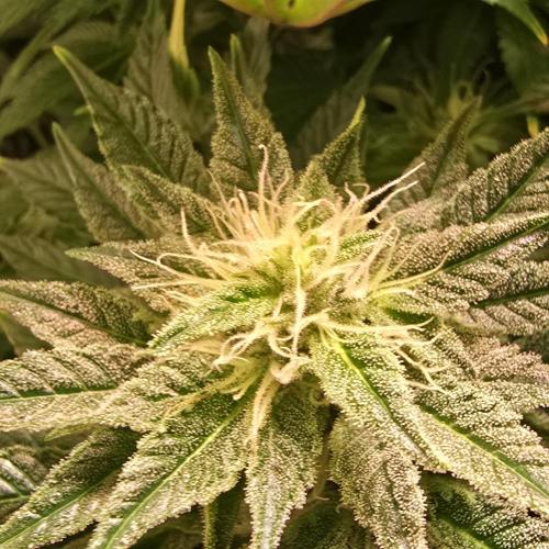 Original Oreoz. Week 13