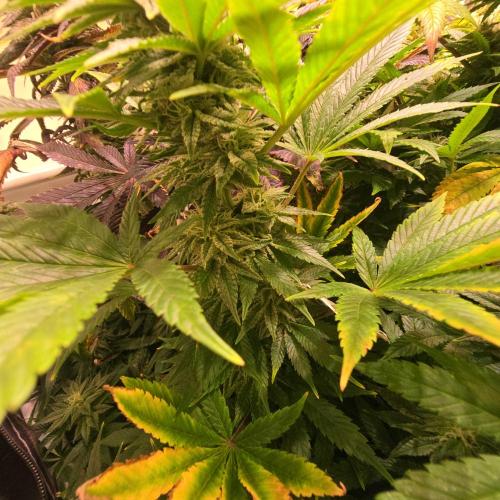 Original Oreoz. Week 13