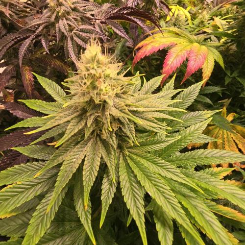 Original Oreoz. Week 13