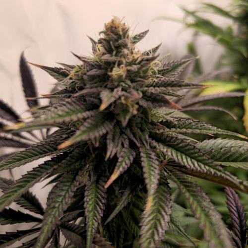 Apple Blossom. Week 13