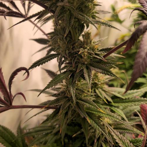 Apple Blossom. Week 13