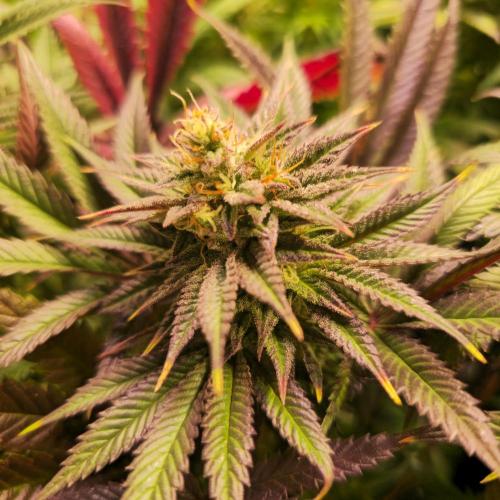 Apple Blossom. Week 13