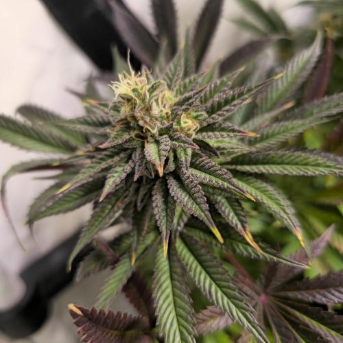 Apple Blossom. Week 13