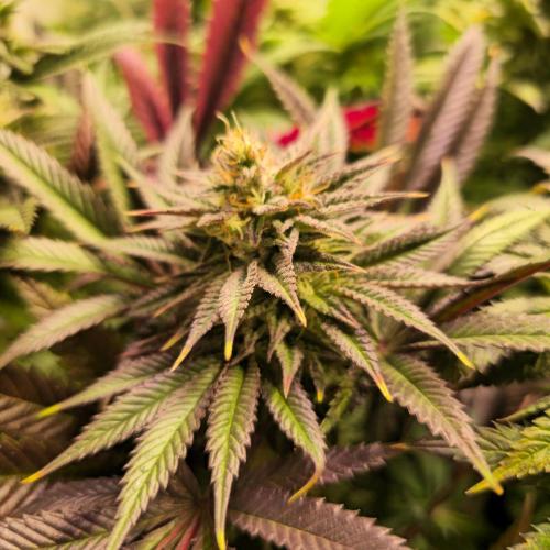 Apple Blossom. Week 13