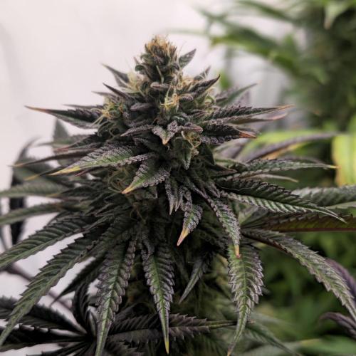 Apple Blossom. Week 13