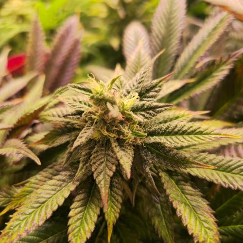 Apple Blossom. Week 13