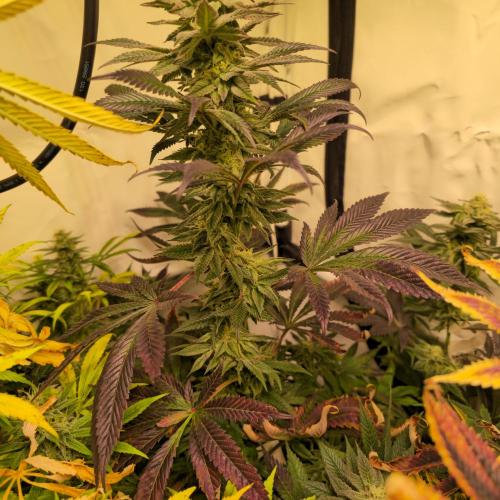 Papaya Stank. Week 13