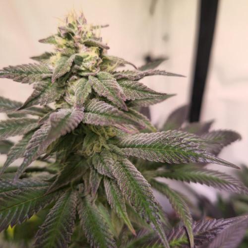 Papaya Stank. Week 13