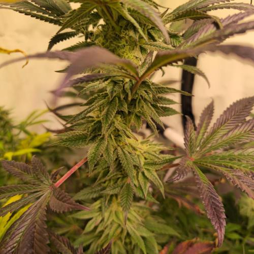 Papaya Stank. Week 13