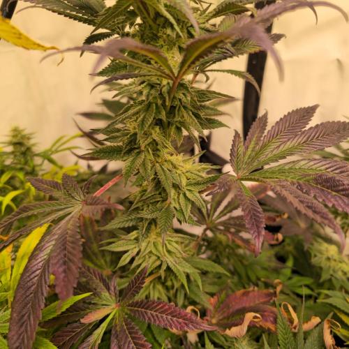 Papaya Stank. Week 13