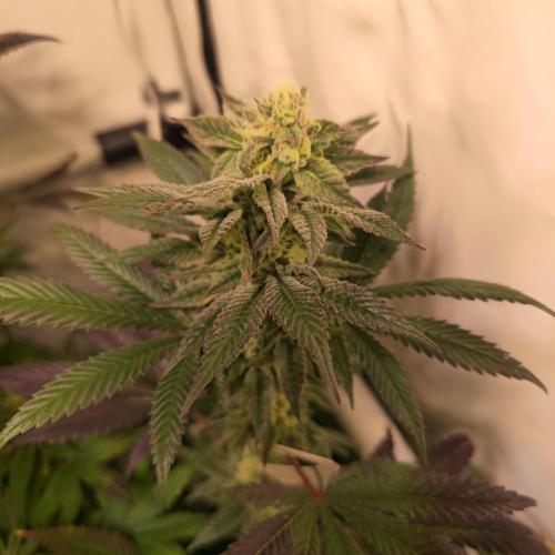 Papaya Stank. Week 13