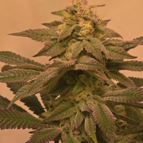 Papaya Stank. Week 13