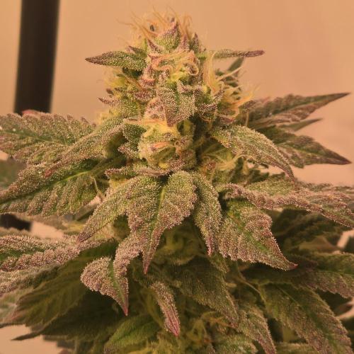 Papaya Stank. Week 13