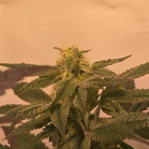 Papaya Stank. Week 13