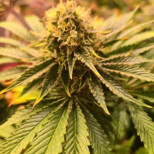 Pink Gorilla RQS. Week 13