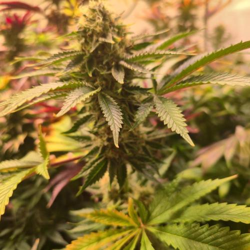 Pink Gorilla RQS. Week 13