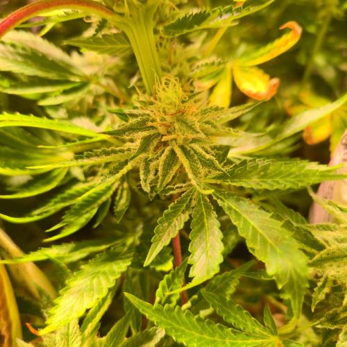 Pink Gorilla RQS. Week 13