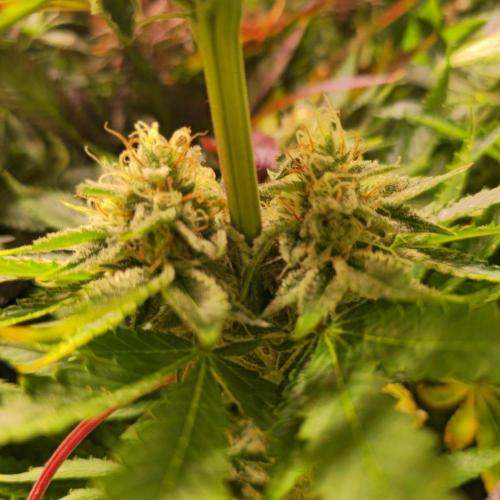 Pink Gorilla RQS. Week 13