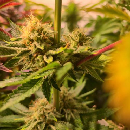 Pink Gorilla RQS. Week 13