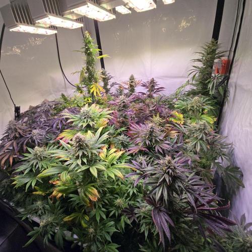 Pink Gelato. Week 13