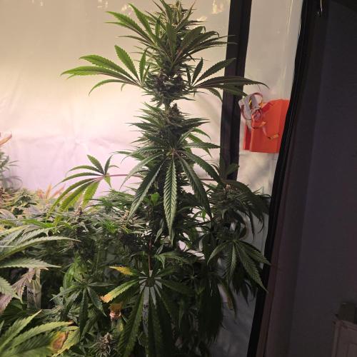 Pink Gelato. Week 13