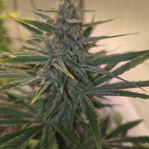 Pink Gelato. Week 13