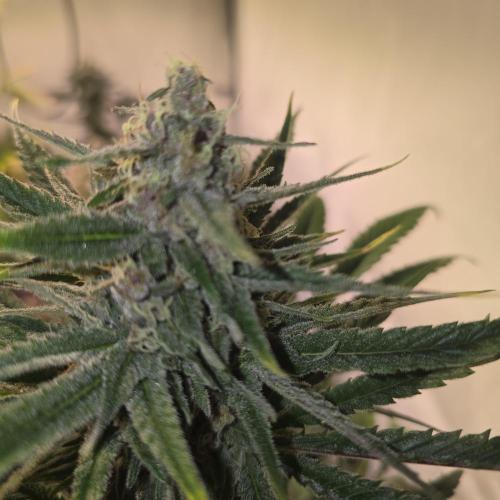 Pink Gelato. Week 13