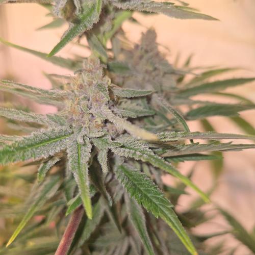 Pink Gelato. Week 13