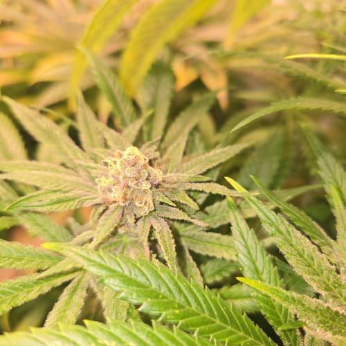 Pink Gelato. Week 13