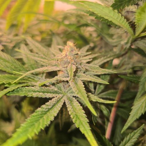 Pink Gelato. Week 13