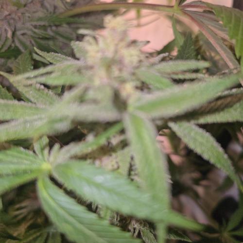 Pink Gelato. Week 13