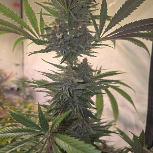 Pink Gelato. Week 13