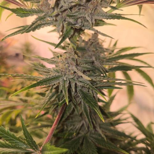 Pink Gelato. Week 13