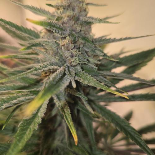 Pink Gelato. Week 13