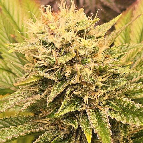 Purple Punch RQS. Week 13