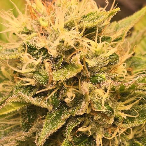 Purple Punch RQS. Week 13