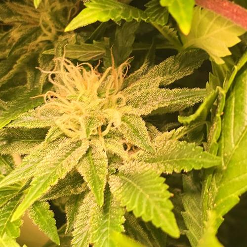 Purple Punch RQS. Week 13