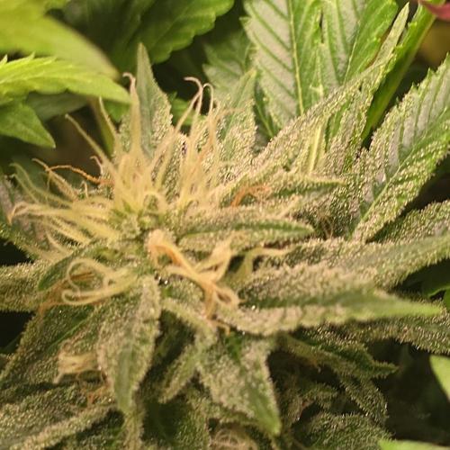 Purple Punch RQS. Week 13