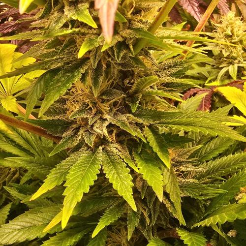 Purple Punch RQS. Week 13