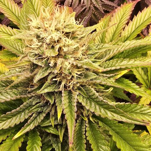 Purple Punch RQS. Week 13