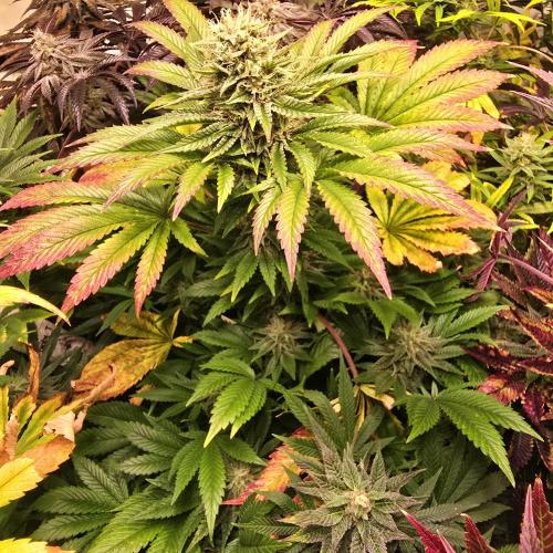 Purple Punch RQS. Week 13