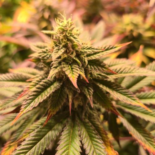 Frozen Cherry Runtz. Week 13