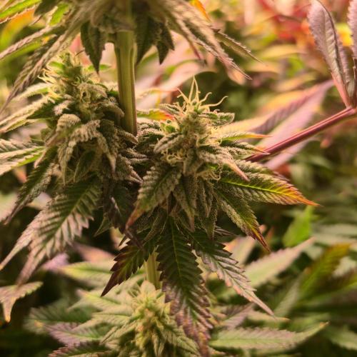 Frozen Cherry Runtz. Week 13