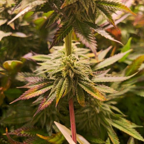 Frozen Cherry Runtz. Week 13