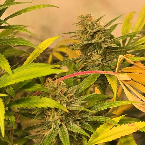 Forbidden Mochi. Week 13