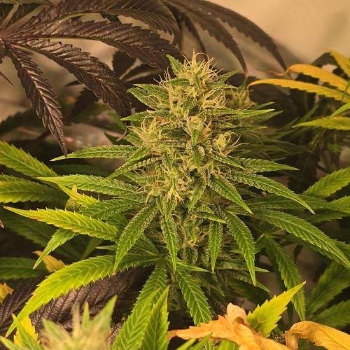 Forbidden Mochi. Week 13