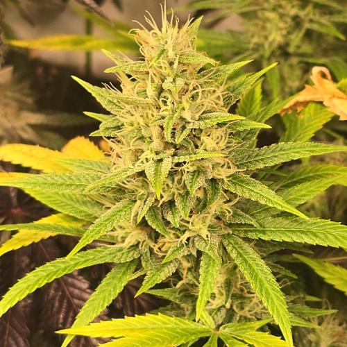 Forbidden Mochi. Week 13