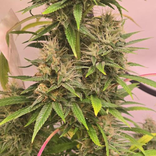 Forbidden Mochi. Week 13