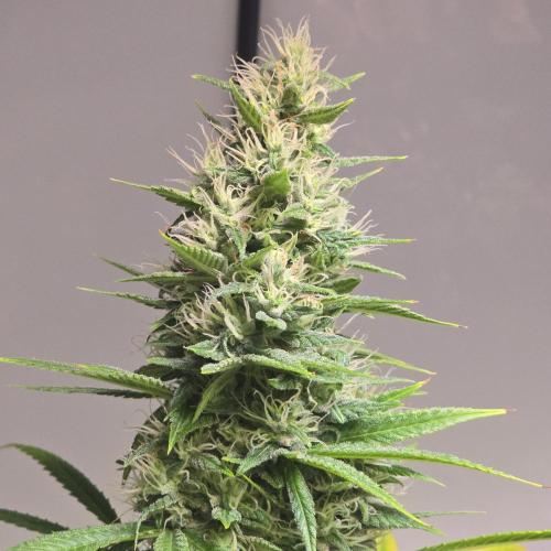 Forbidden Mochi. Week 13